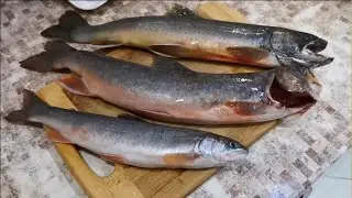 Fishing on the Tym River