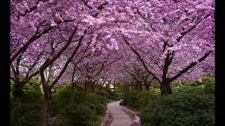 цыганская песня 