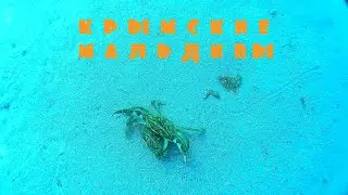 ДОЛГАЯ ДОРОГА В КРЫМ\ГЕНЕРАЛЬСКИЕ ПЛЯЖИ\КОСА БУЛЯУС-КРЫМСКИЕ МАЛЬДИВЫ
