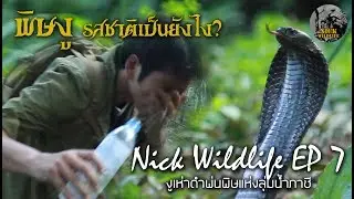 Nick Wildlife EP.7 ผจญภัยกับงูเห่าแห่งลุ่มน้ำภาชี 2 (งูเห่าดำพ่นพิษ)