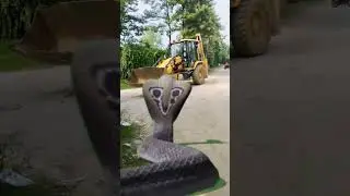 Khatarnak saamp ne kiya JCB wale per Hamla#JCB #shots #video#viral😫😫