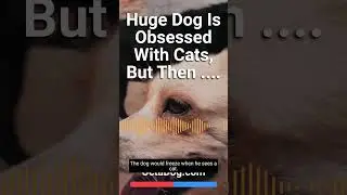 Huge Dog Is Obsessed With Cats So He Was Surprised With A… #shorts #dogs #dogshorts (OctaDog.com)