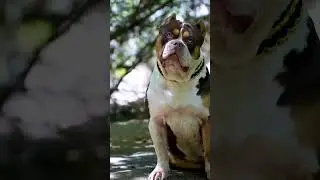Ritik dog kennel ❤️ -Comment ma btao kon sa dog hai #dogs #shortsviral #pitbull #shorts