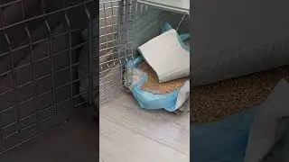 🥹Разбудили милого ёжика