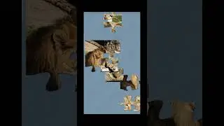 Lion puzzle 