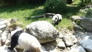 Зоопарк в Австрии. Zoo in Austria. Панда