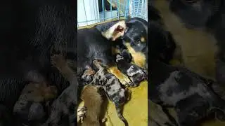 đàn lạp xưởng mới vừa sanh