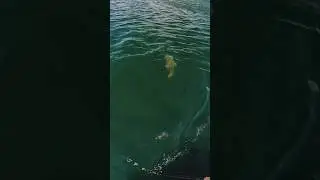 Clear Water Figure 8 Muskie! #musky #fishing #muskie #boatside