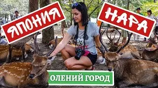 Японские ручные олени. Осторожно, они кусаются!