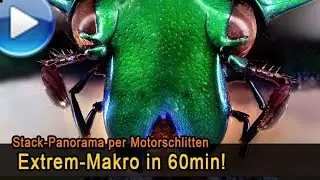 Extrem-Makro in 60min (Pano-Stack Rosenkäfer mit Motorschlitten)