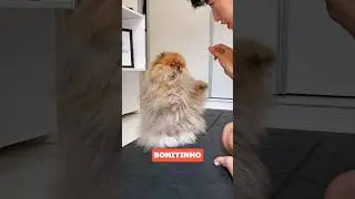 COMO ENSINAR O CACHORRO A FICAR EM PÉ (bonitinho!) #pets #dogtraining #spitzalemao #cachorros