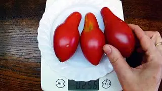 Томат - Сибирский Хоттабыч