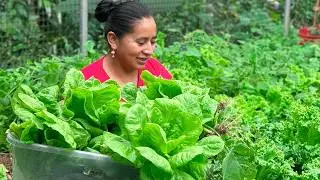 La MEJOR COSECHA de LECHUGA SEDA | Doña Viky | Viky Aventura
