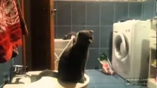 Котэ - сурикат