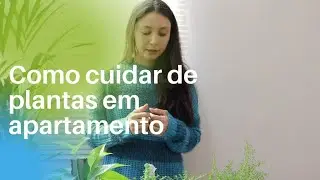 Dicas de Plantas para apartamento