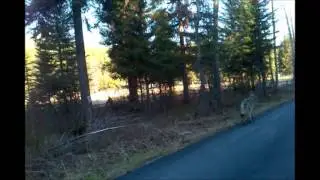 Wolf Polebridge Montana