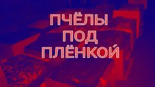 Зимовка пчел в холодном омшанике.