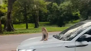 ស្វាអង្គុយចាំហៅឡាន