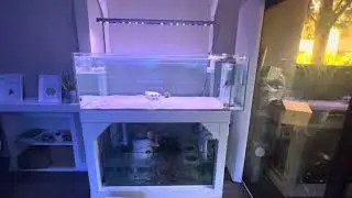 Рыбный Аквариум продолжение.  REEF EXCLUSIVE