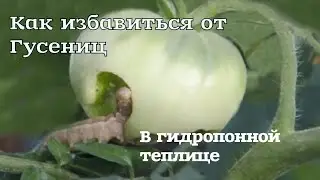 Лепидоцид обработка кустов от гусениц в аутдоре и индоре