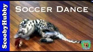 Soccer Dance -- Cat Clips #63
