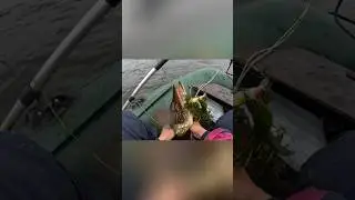 Вытащила ЩУКУ ГОЛЫМИ РУКАМИ!