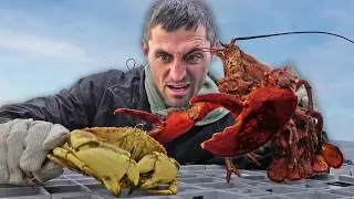 Which is Stronger? Crab vs Lobster