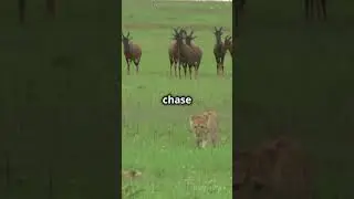 The Greedy Lion - A Moral Story for Kids