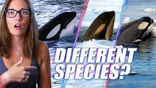These Orcas Are So Different They Might Be New Species
