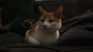 Cat gets sleepy listening to Fly Me To The Moon