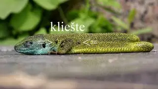 Plazia sa Slovenskom - 3. diel jašterica zelená – Lacerta viridis