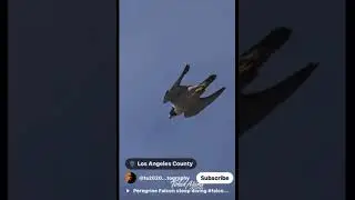 The Deadly Falcon