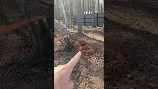 When pulling whole trees goes sideways.