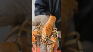 Catching a 1 in 30,000,000 golden lobster for my aquarium #lobster #interesting #education #learn