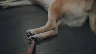 Tickling my dog's paw | Bagel the Shiba