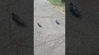 #Голуби