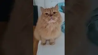Lustige Katze 😂 I'm the bad guy 😂