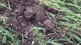 Дисковая борона для минитрактора
