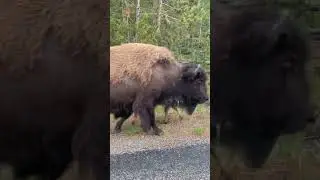 My bison encounter