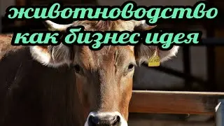 Животноводство как бизнес идея. Корова. Телята. Поросята. Овцы. Бараны. Козы. Бройлеры. Утки. Гуси.