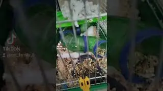 🐹