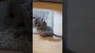 kitten wrestling 1
