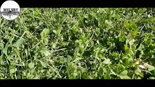 5 Edible Plants in Your Yard