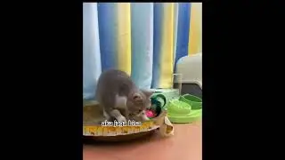 DIAWAL NGAKAK😂‼️DIAKHIR NGIKNGIK 🤣|| KUCING BIKIN NGAKAK NGIKNGIK #catlover #justforfun #cat