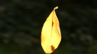 Breeze & Leaf on Spider Line. Бриз и лист на паутине (2433sp)