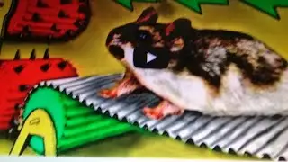 САМЫЕ ОПАСНЫЕ ИСПЫТАНИЕ ДЛЯ ХОМЯЧКА!