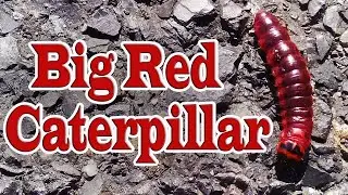 Big Red Caterpillar