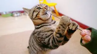 Why did the little cat's ear picking fail??🐱子猫の耳のケアはなぜ失敗したのか。🤣| SD猫の夢島💗
