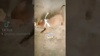 estão só brincando kkk