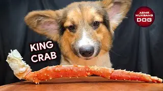 ASMR Mukbang King Crab 🦀 Corgi Dog Eating 4 🐕